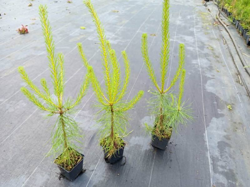 Sosna Pospolita Pinus sylvestris var. mongholica 50-60 cm Wrocław