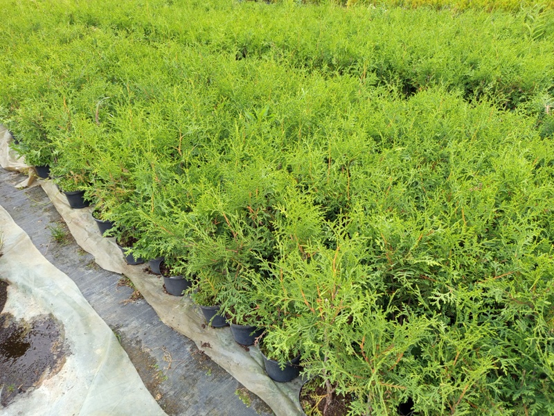  Thuja Brabant 40-50 cm 7,50 zł Wrocław