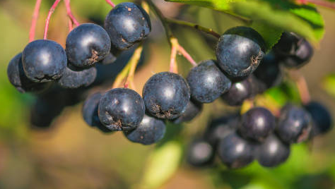 Aronia - zrywana ręcznie - bez nawozów