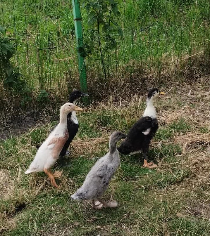 kaczki biegusy — zdjęcie 2