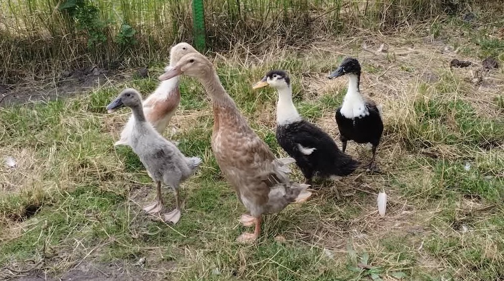 kaczki biegusy — zdjęcie 3