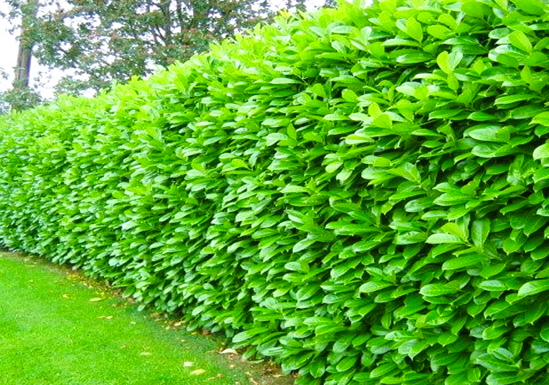 Laurowiśnia Novita, Caucasica, Rotundifolia inne — zdjęcie 1