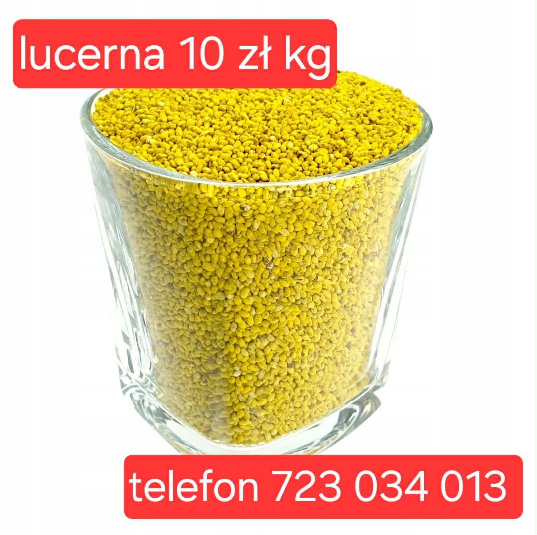 lucerna SUPER nasiona extra PIERWSZA KLASA od producenta sprawdzone Dakota & Plato HIGH