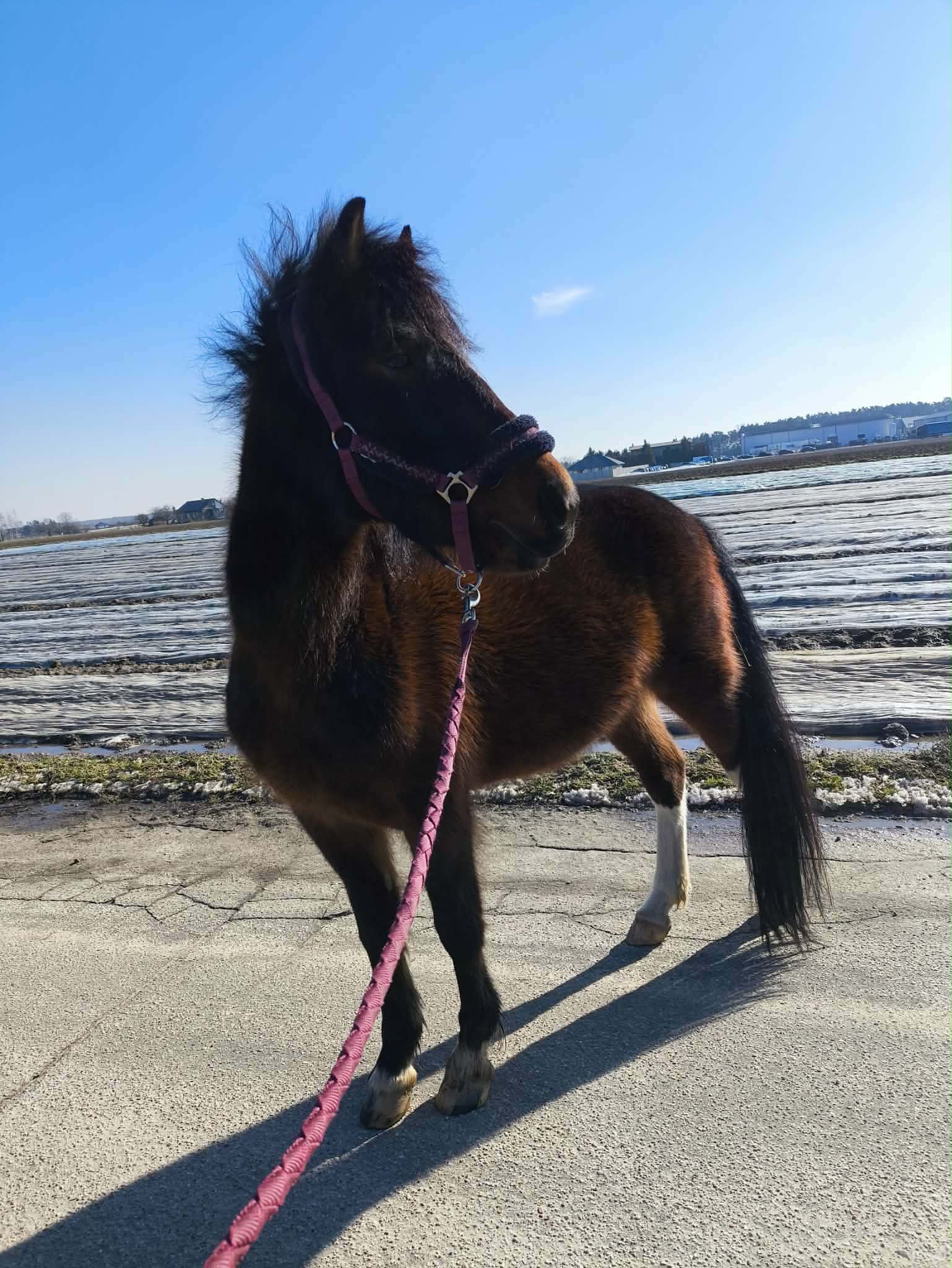 Sprzedam konia hucuła — zdjęcie 4