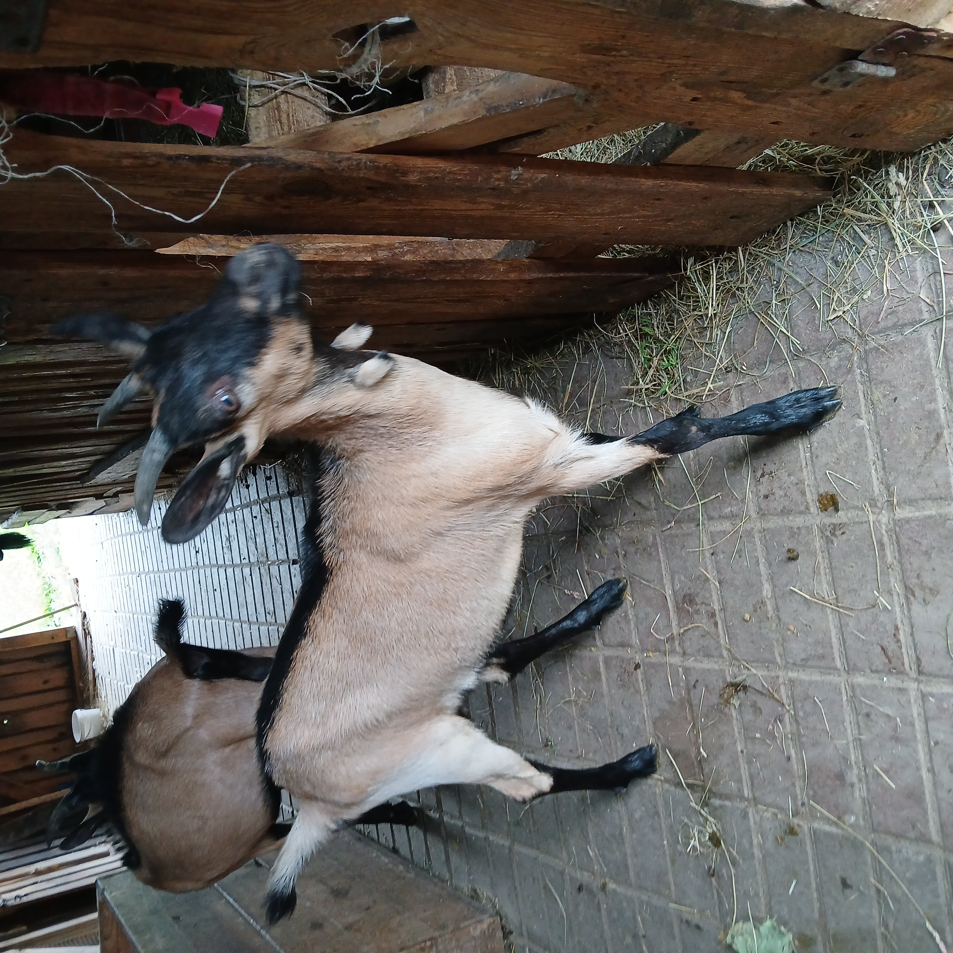 Piękne kozy alpejskie — zdjęcie 2